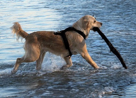 Golden Retriever retrieving a stick from the sea