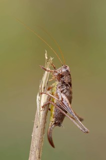 Dark Bush-Cricket (Pholidoptera griseoaptera)