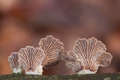 Common Porecrust or Split Gill (Schizophyllum commune)