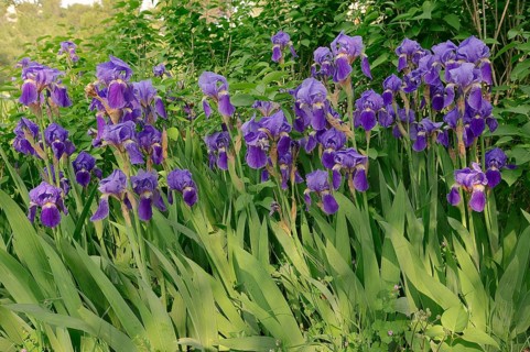 Medium Tall Bearded Iris (Iris barbata-media hybride)