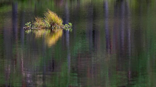 Grass island in a lake