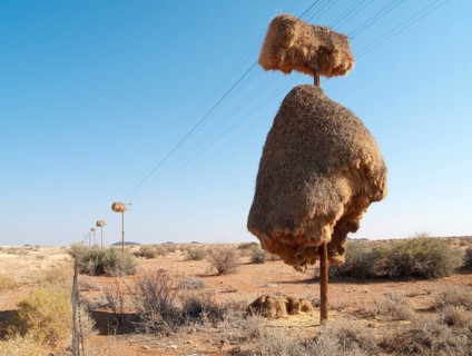 Huge communal nest of Sociable Weavers (Philetairus socius) on a telephone pole