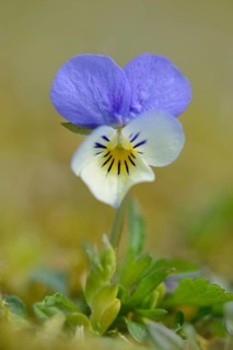 Heartsease or Wild Pansy (Viola tricolor)
