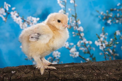 Domestic fowl chick