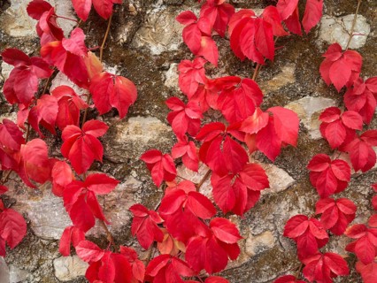 Wild Vine (Vitis vinifera) creeping on a stone wall