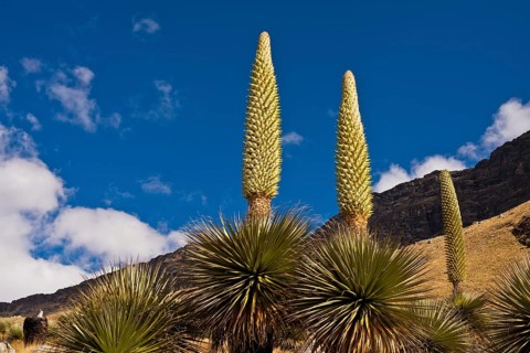 Queen of the Andes or Giant Bromeliads (Puya raimondii)