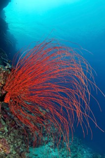Red Whip Coral (Ellisella ceratophyta)