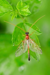Parasitic Wasp (Ophion spec.)