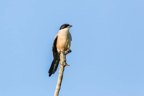 Azure-winged Magpie (Cyanopica cyana)