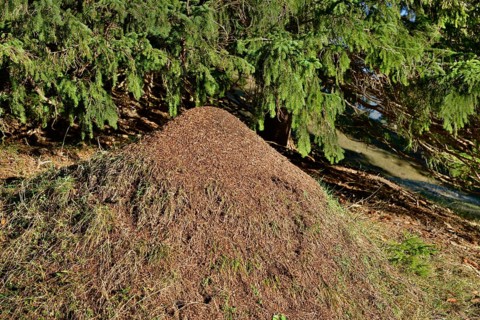 Anthill of the Big Red Wood Ant (Formica rufa)