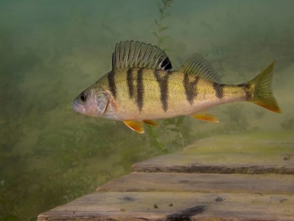 A European perch Perca fluviatilis) foraging on the lake bottom