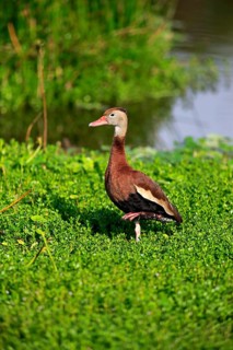 Black-bellied Whistling Duck (Dendrocygna autumnalis)