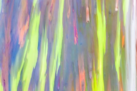 Coloured bark of a Eucalyptus Tree (Eucalyptus sp.)