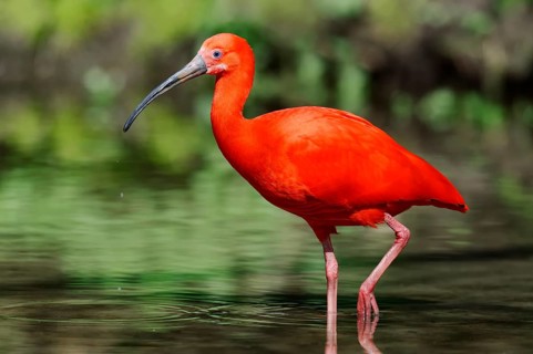 Scarlet Ibis (Eudocimus ruber)