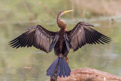 Oriental Darter (Anhinga melanogaster) drying its wings