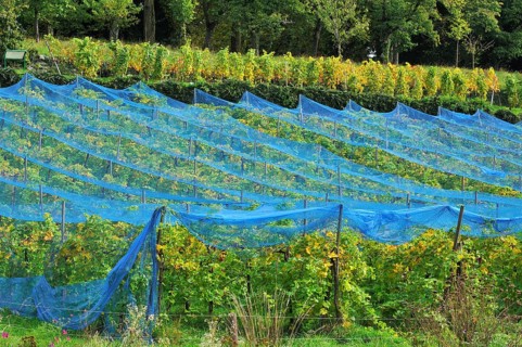 Blue hail nets over vines