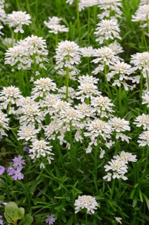 Evergreen Candytuft (Iberis sempervirens)