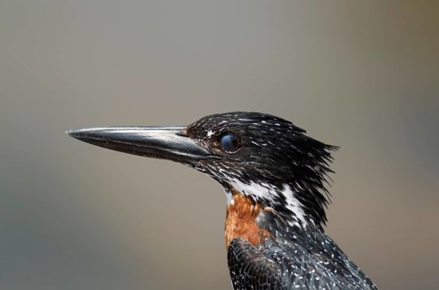 Giant Kingfisher (Megaceryle maximus)