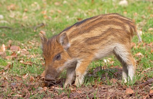Wild Boar (Sus scrofa)