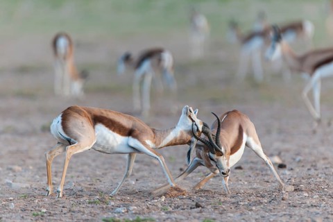 Male Springboks (Antidorcas marsupialis) fighting for dominance and social rank in the herd