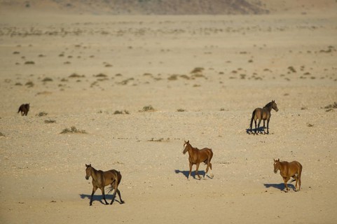Wild horses in the Namib Desert
