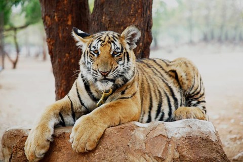 Tiger Temple or Wat Pa Luangta Bua