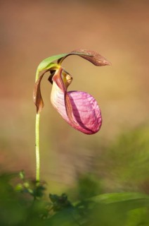 Stemless Lady's Slipper (Cypripedium acaule)