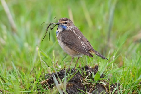 Bluethroat (Luscinia svecica cyanecula)