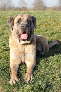 Cane Corso