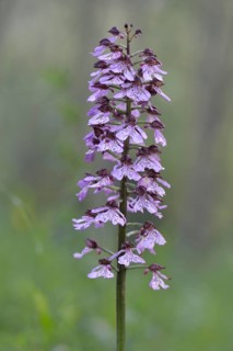 Lady Orchid (Orchis purpurea)