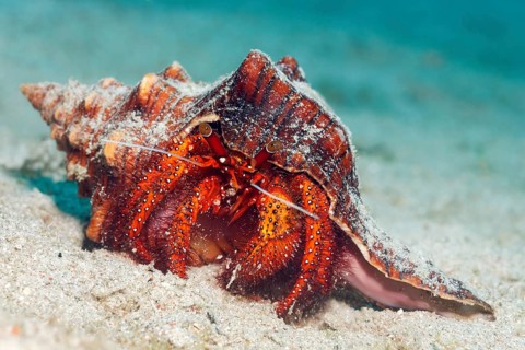 White-spotted Hermit Crab (Dardanus megistos) on sandy ocean bed