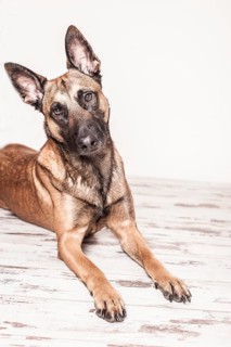 Malinois or Belgian Shepherd Dog