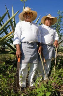 Sisal workers in an agave field at the Hacienda de Sotuta de Peon