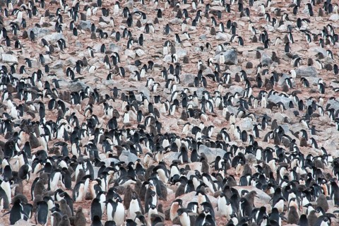 Adelie Penguins (Pygoscelis adeliae)