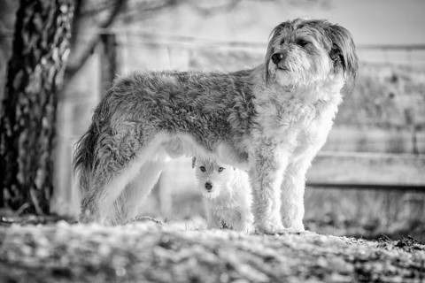 Young Jack Russell Terrier bitch seeking protection behind a larger mixed-breed dog
