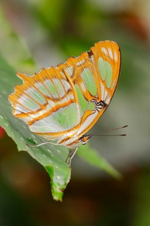 Malachite (Siproeta stelenes)