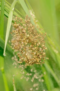 Four-spot Orb-weaver (Araneus quadratus)