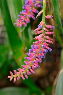 Bromeliad (Aechmea victoriana)