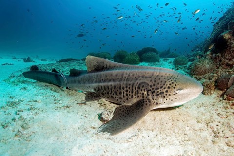 Zebra shark (Stegostoma fasciatum) resting on the sandy seafloor