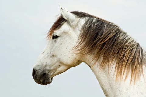 Lusitano horse