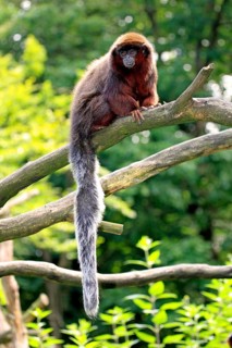 Red-bellied Titi (Callicebus moloch)