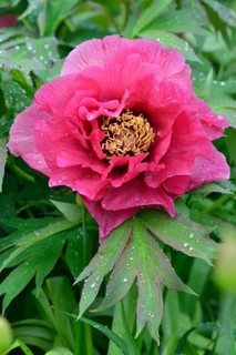 Tree Peony (Paeonia suffruticosa 'Leda')