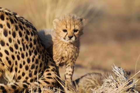 Cheetah (Acinonyx jubatus)