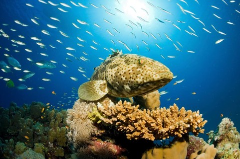 Malabar Grouper (Epinephelus malabaricus)