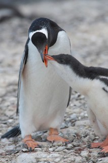Gentoo Penguin (Pygoscelis papua) feeding young