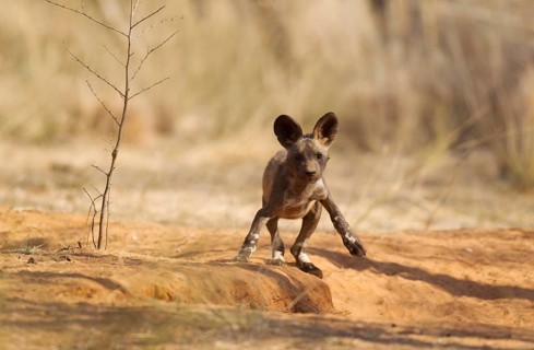 African Wild Dog (Lycaon pictus)