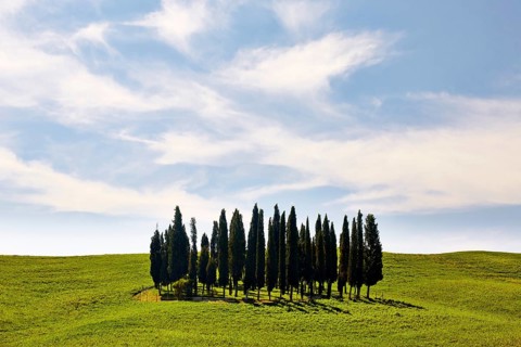 Group of cypress trees on a hilly field
