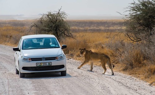 Lioness (Panthera leo) crossing the street next to a car