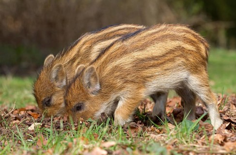 Wild Boar (Sus scrofa)