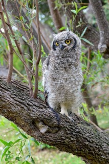 Spotted Eagle-Owl (Bubo africanus)